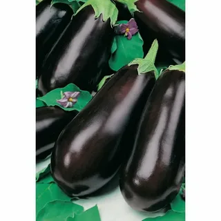 تصویر 2 از خرید بادمجان گیلانی + بهترین قیمت